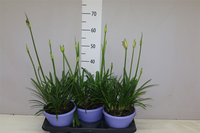 <h4>Agapanthus Crystal Line</h4>