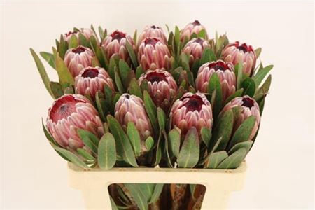 <h4>Protea Pink Ice</h4>