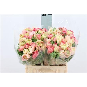 Anemone Levante Double Pink