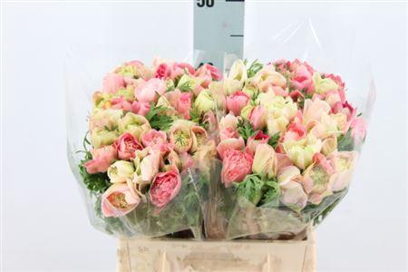 <h4>Anemone Levante Double Light Pink</h4>