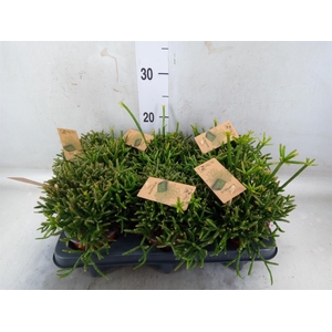 Rhipsalis burchellii