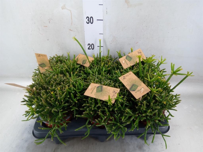 <h4>Rhipsalis burchellii</h4>