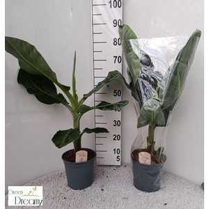 MUSA DWARF CAVENDISH