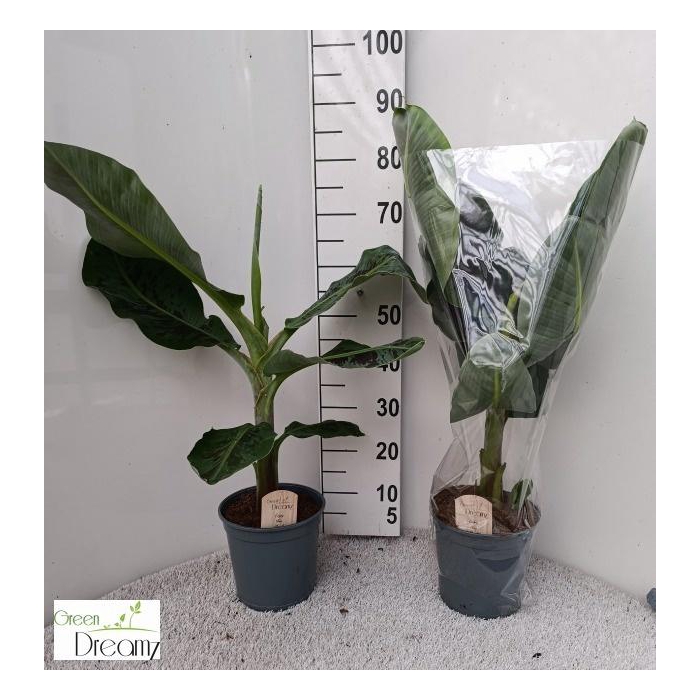 <h4>MUSA DWARF CAVENDISH</h4>