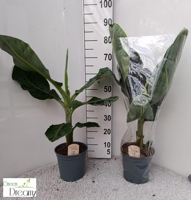 MUSA DWARF CAVENDISH