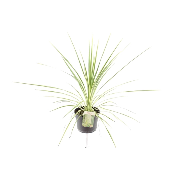 <h4>Cordyline australis Lime Passion</h4>