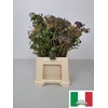 VIBURNUM PB ZWARTE BES