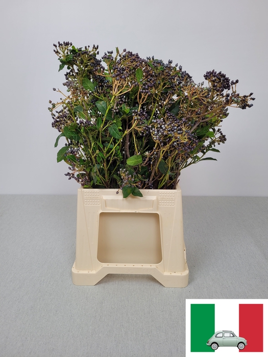 VIBURNUM PB ZWARTE BES