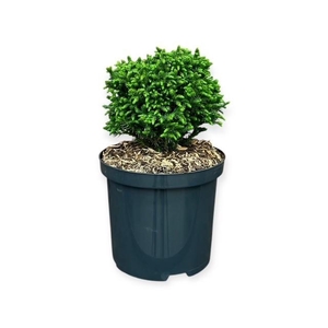 Cryptomeria j. 'Green Pearl'