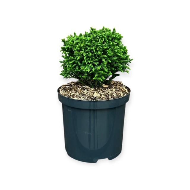 <h4>Cryptomeria j. 'Green Pearl'</h4>