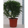 Nerium oleander
