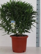 Nerium oleander