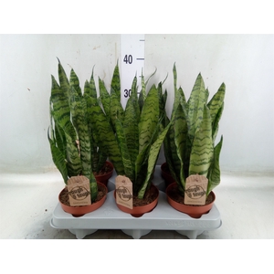 Sansevieria zeylanica