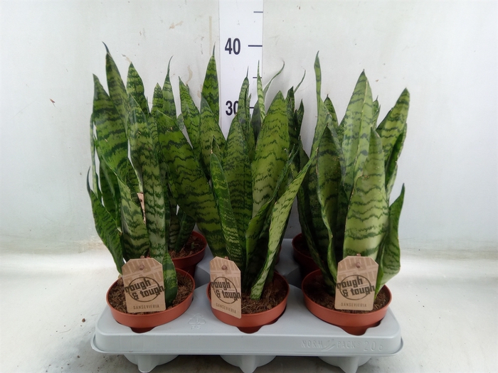 <h4>Sansevieria zeylanica</h4>