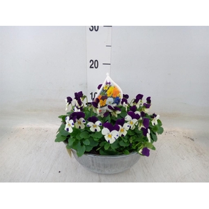 Viola corn.   ...mix