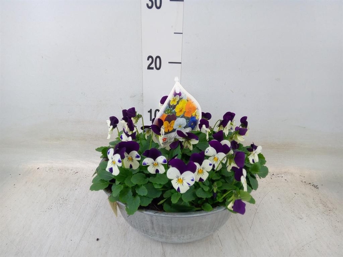 <h4>Viola corn.   ...mix</h4>