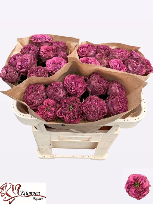 <h4>R GR PURPLE DELIGHT</h4>