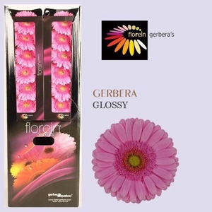 Gerbera aquabox glossy