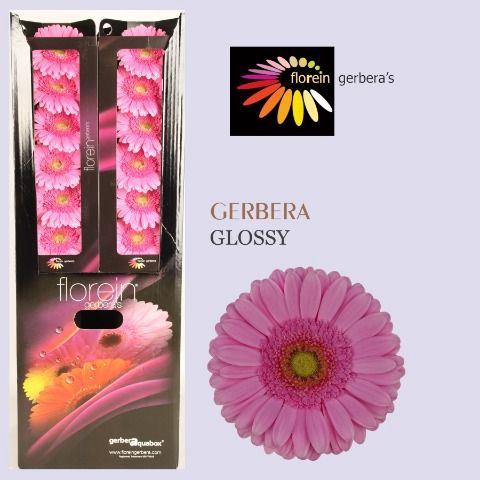<h4>Gerbera aquabox glossy</h4>