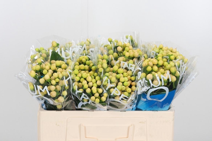 <h4>Hyp Coco Gelato</h4>