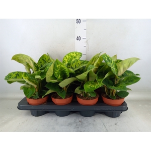 Homalomena wal. 'Camouflage'