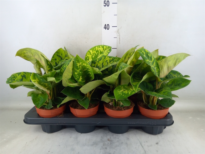 <h4>Homalomena wal. 'Camouflage'</h4>