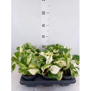 Epipremnum pinn. 'Manjula'