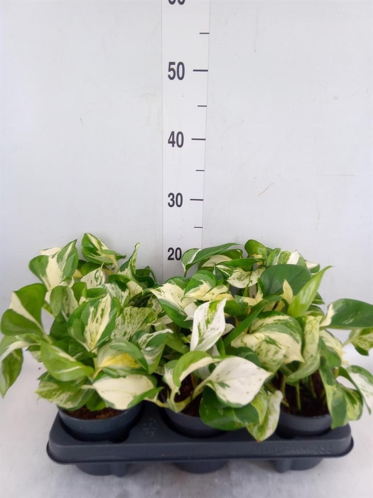 <h4>Epipremnum pinn. 'Manjula'</h4>