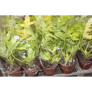 PHILODENDRON SELLOUM GOLD P24