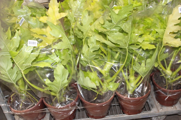 <h4>PHILODENDRON SELLOUM GOLD P24</h4>