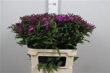 <h4>Vernonia Crinita</h4>