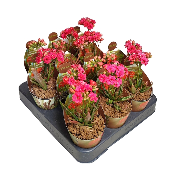 <h4>KALANCHOE KATAPIFA TARANTULA - POT Ø 6,5 - COLLECTION WITH POTCOVER (SUCCULENTEN)</h4>