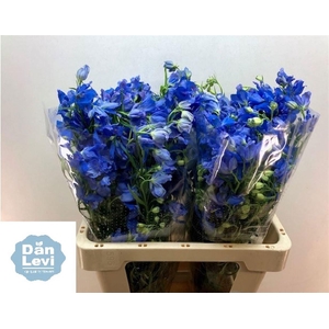 DELPH EN ENERGY BLUE