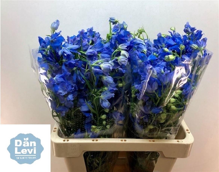 <h4>DELPH EN ENERGY BLUE</h4>