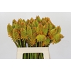 Kniphofia Eycone Peach