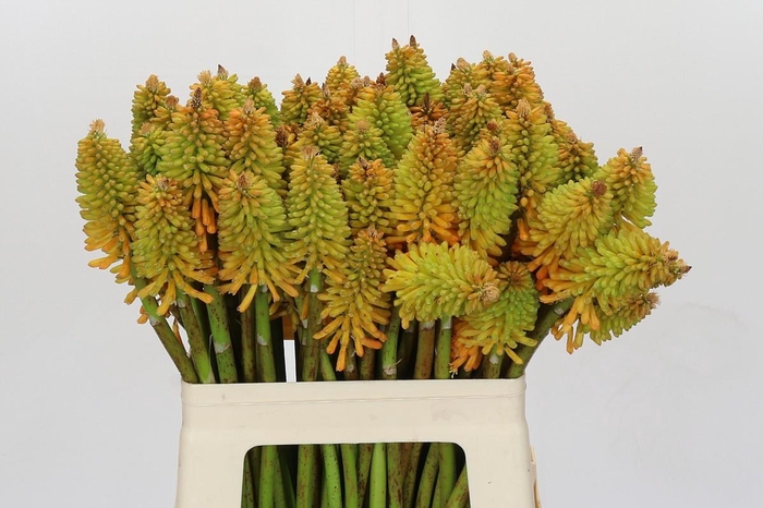 Kniphofia Eycone Peach