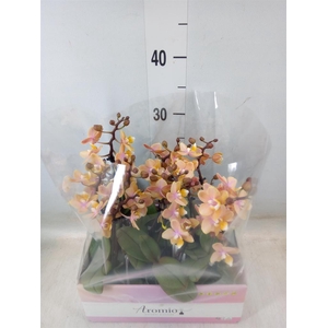 Phalaenopsis multi.   ...orange