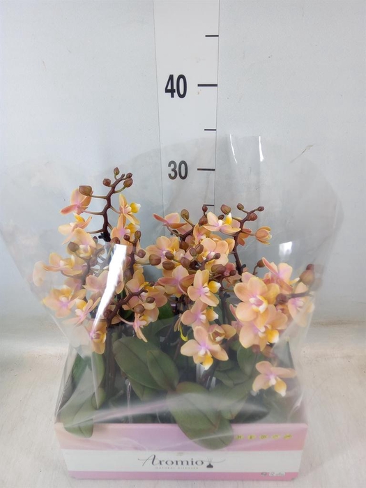 <h4>Phalaenopsis multi.   ...orange</h4>