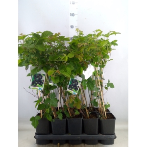 Rubus fruticosus 'Black Satin'