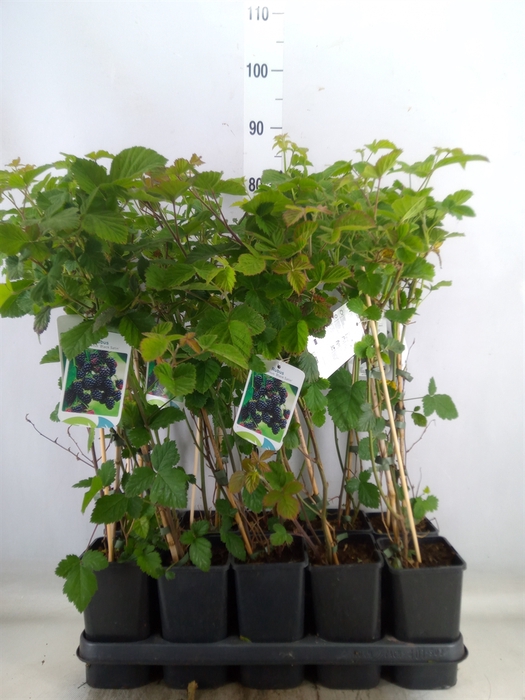 <h4>Rubus fruticosus 'Black Satin'</h4>