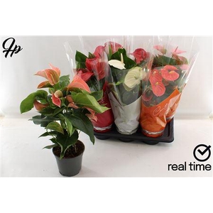 Anthu An Gem 4 Kl 5-6 Bloemen+