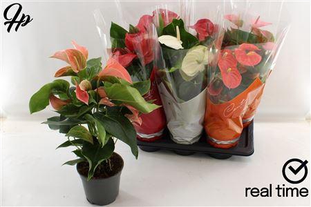 <h4>Anthu An Gem 4 Kl 5-6 Bloemen+</h4>