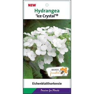 Hydrangea quercifolia