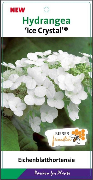<h4>Hydrangea quercifolia</h4>