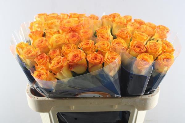 <h4>R Gr Trinidad L70</h4>