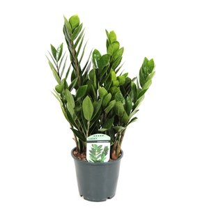 Zamioculcas Lucky Classic 6+ veren
