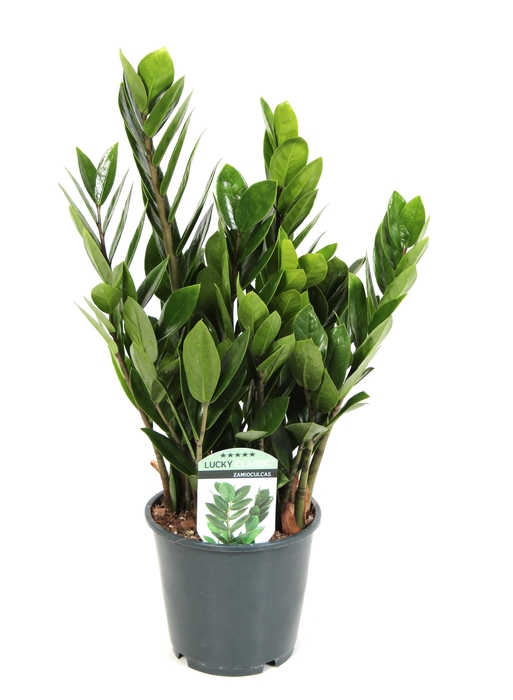 <h4>Zamioculcas Lucky Classic 6+ veren</h4>
