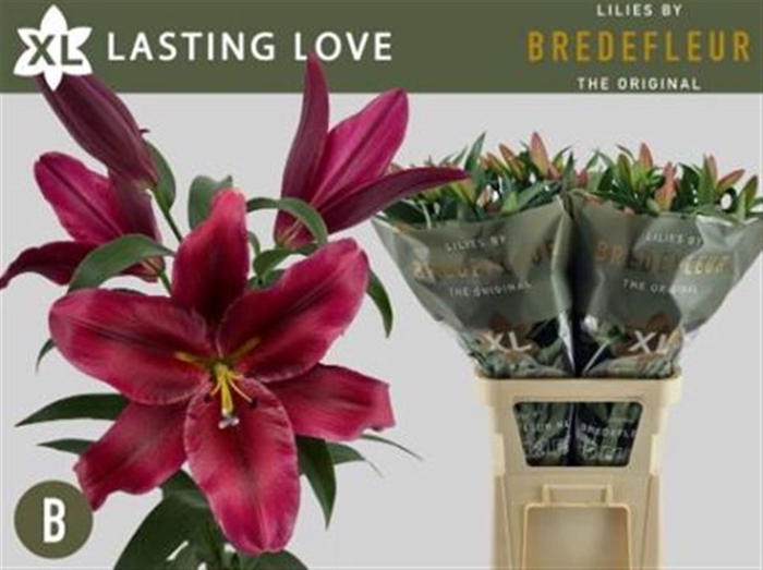 <h4>Li Ot Lasting Love 4+</h4>