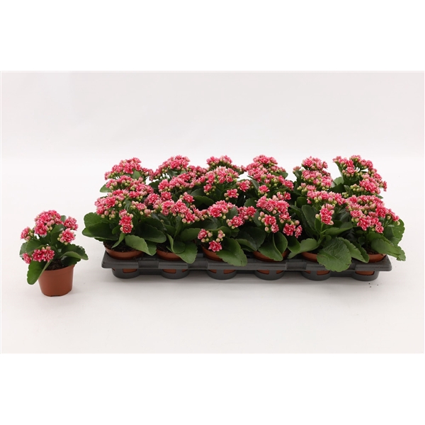 <h4>Kalanchoe Double Sylca, without sleeve</h4>
