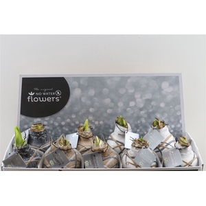 Wax Hipp Art Rembrandt Mix